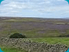 Les landes de Great-Ayton